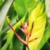 Buy Variegated Canna Lily Plant - Nursery Nisarga
