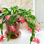 Buy Christmas Cactus Online at Nursery Nisarga