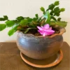 Buy Christmas Cactus Online at Nursery Nisarga