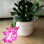 Buy Christmas Cactus Online at Nursery Nisarga