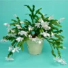 Buy Christmas Cactus Online at Nursery Nisarga