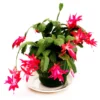 Buy Christmas Cactus Online at Nursery Nisarga