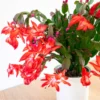 Buy Christmas Cactus Online at Nursery Nisarga