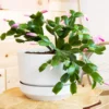 Buy Christmas Cactus Online at Nursery Nisarga