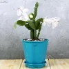 Buy Christmas Cactus Online at Nursery Nisarga