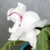 Buy Christmas Cactus Online at Nursery Nisarga