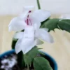 Buy Christmas Cactus Online at Nursery Nisarga