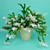 Buy Christmas Cactus Online at Nursery Nisarga