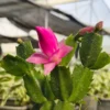Buy Christmas Cactus | Thanksgiving Cactus - Plant online at nursery nisarga