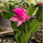 Buy Christmas Cactus | Thanksgiving Cactus - Plant online at nursery nisarga