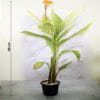 Buy Variegated Canna Lily Plant - Nursery Nisarga