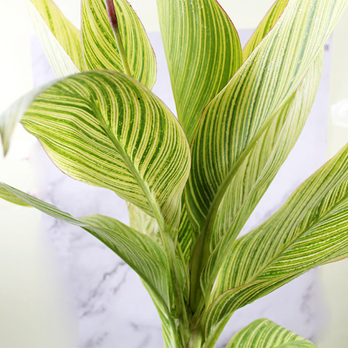 Buy Variegated Canna Lily Plant - Nursery Nisarga
