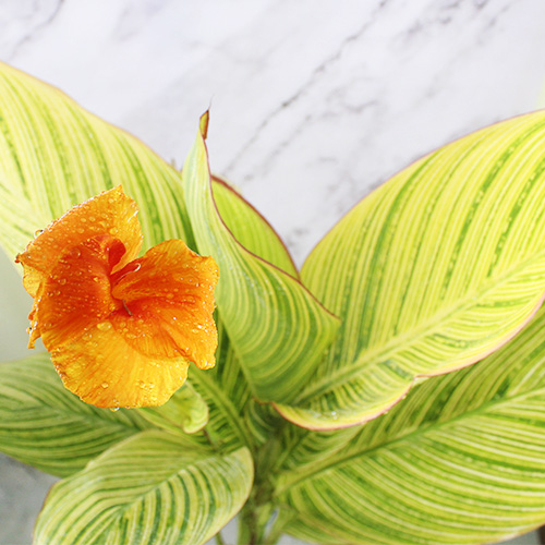 Buy Variegated Canna Lily Plant - Nursery Nisarga