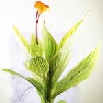 Buy Variegated Canna Lily Plant - Nursery Nisarga