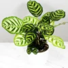 Buy Calathea Makoyana, Calathea Peacock (Giant)- plant online at Nursery Nisarga