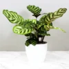 Buy Calathea Makoyana, Calathea Peacock (Giant)- plant online at Nursery Nisarga