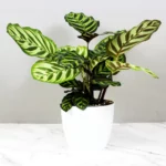 Buy Calathea Makoyana, Calathea Peacock (Giant)- plant online at Nursery Nisarga