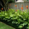Buy Variegated Canna Lily Plant - Nursery Nisarga