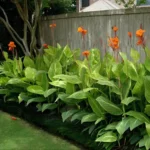 Buy Variegated Canna Lily Plant - Nursery Nisarga