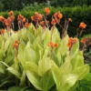 Buy Variegated Canna Lily Plant - Nursery Nisarga