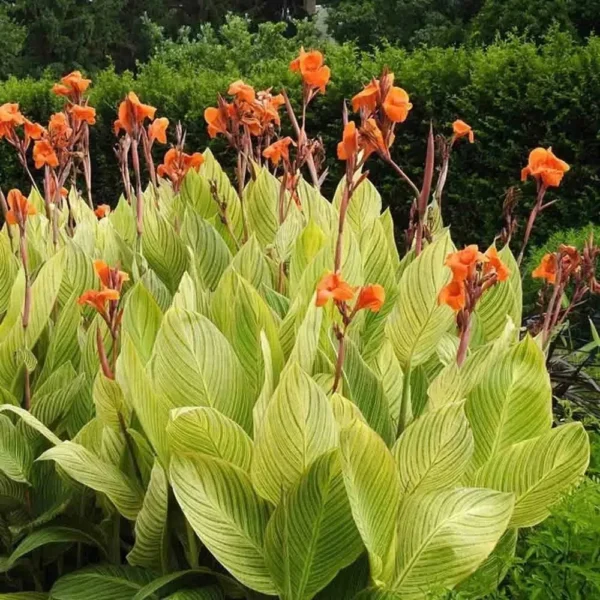 Buy Variegated Canna Lily Plant - Nursery Nisarga