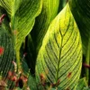 Buy Variegated Canna Lily Plant - Nursery Nisarga