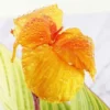 Buy Variegated Canna Lily Plant - Nursery Nisarga