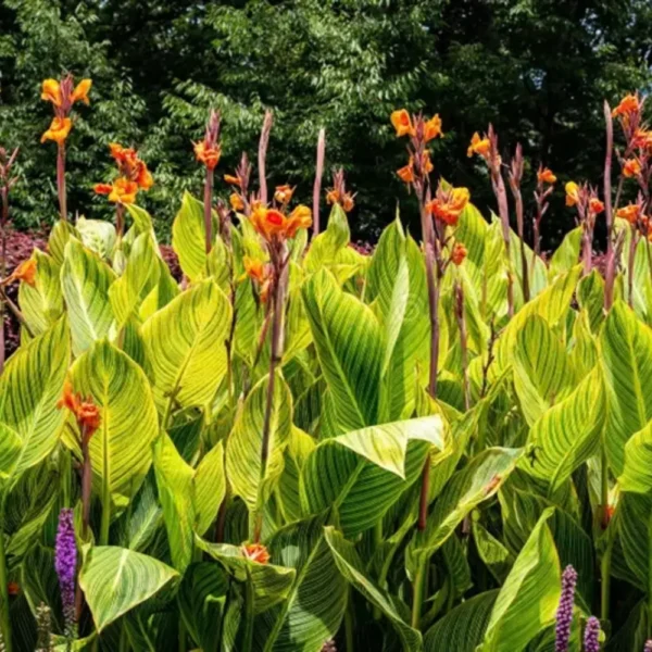 Buy Variegated Canna Lily Plant - Nursery Nisarga