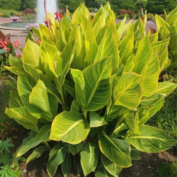 Buy Variegated Canna Lily Plant - Nursery Nisarga