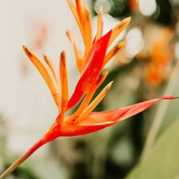 Buy Variegated Canna Lily Plant - Nursery Nisarga