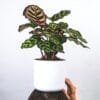 Buy Calathea Makoyana, peacock calathea - plant online at Nursery Nisarga