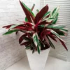 Buy Calathea Triostar online