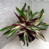 Buy Calathea Triostar online