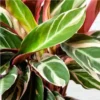 Buy Calathea Triostar online