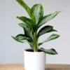 Buy Aglaonema-Diamond-Bay-online - Nursery Nisarga