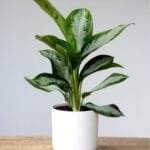 Buy Aglaonema-Diamond-Bay-online - Nursery Nisarga