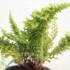 Buy Fluffy Ruffle fern online at Nursery Nisarga