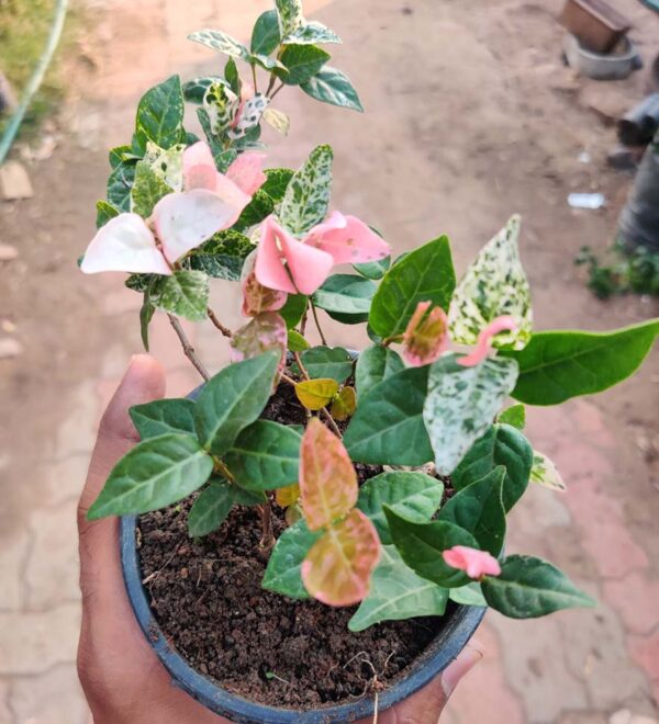 Buy Asian Jasmine Tricolour, Ficus Pumila - Creeping fig online at Nursery Nisarga