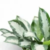 Buy Aglaonema Diamond Bay - Plant form nursery nisarga