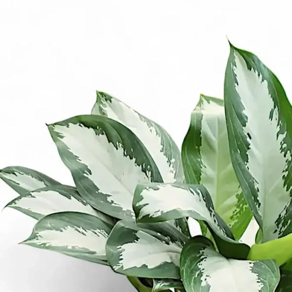 Buy Aglaonema Diamond Bay - Plant form nursery nisarga