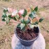 Buy Ficus Repens, Ficus Pumila - Creeping fig online at Nursery Nisarga