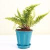 Buy Fluffy Fern, Ruffle fern online at Nursery Nisarga