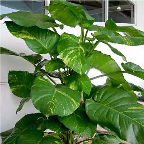 Buy Green Pothos, Malabar chestnut, Money plant (Big leafs) - Nursery Nisarga