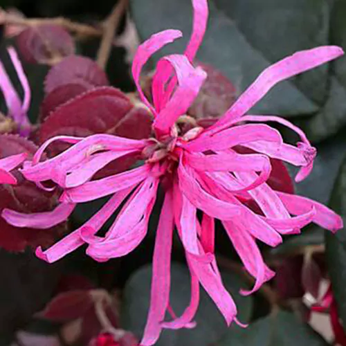 Buy Loropetalum Chinense, Chinese fringe flower Plant - Nursery Nisarga