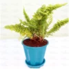 Buy Fluffy Fern, Ruffle fern online at Nursery Nisarga