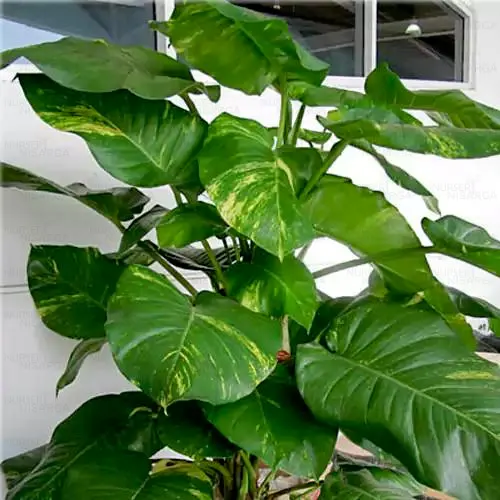 Malabar chestnut, Money plant (Big leafs) - Nursery Nisarga