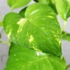 Malabar chestnut, Money plant (Big leafs) - Nursery Nisarga