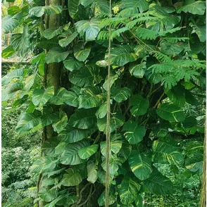 Malabar chestnut, Money plant (Big leafs) - Nursery Nisarga