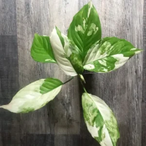 Buy Aglaonema Modestum Plant, “Spilt Milk” Chinese Evergreen