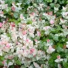 Buy Asian Jasmine Tricolour, Ficus Pumila - Creeping fig online at Nursery Nisarga